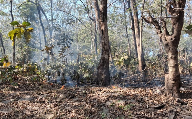 Bokaro News : चंद्रपुरा प्लांट से सटे जंगल में लगी आग