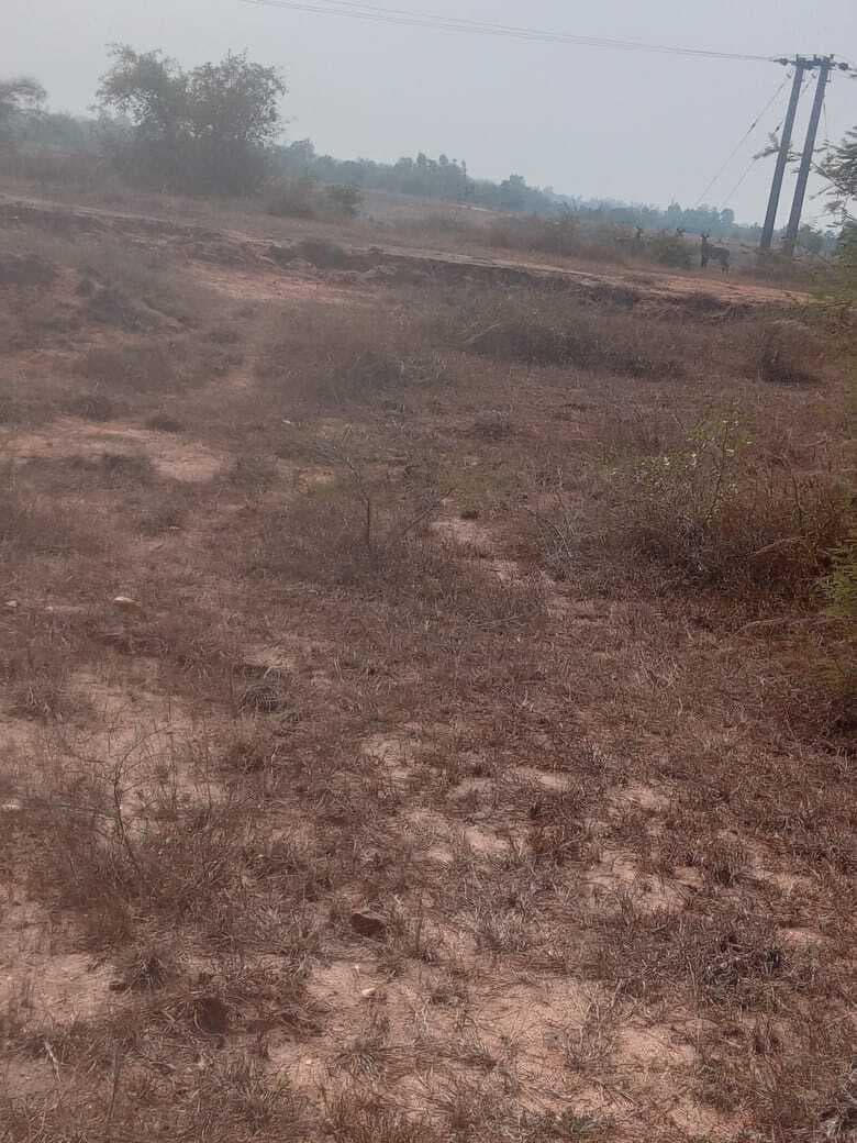 गेहूं-चना की फसल बर्बाद कर रही नीलगाय, किसान परेशान