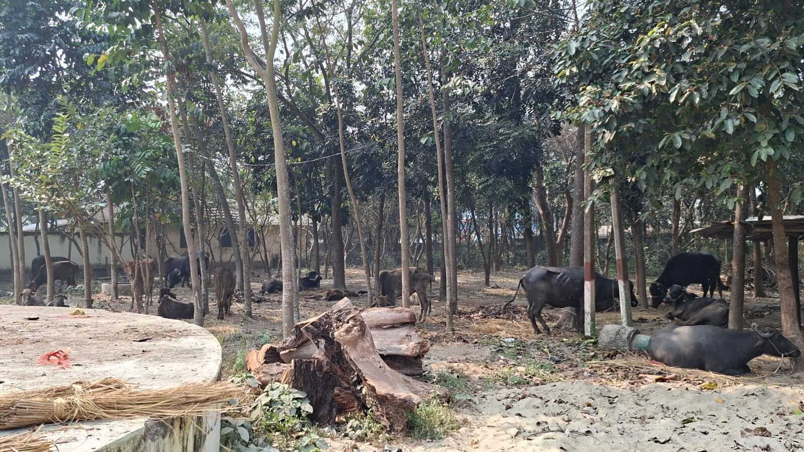 तीन पिकअप पर लोड  22 मवेशियों के साथ पांच तस्करों को किया गिरफ्तार