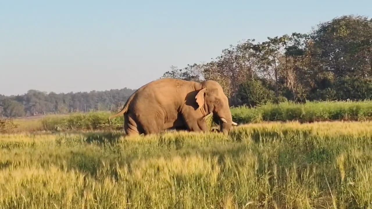 हाथी ने नौ किसानों की फसल रौंदी, एक का घर तोड़ा