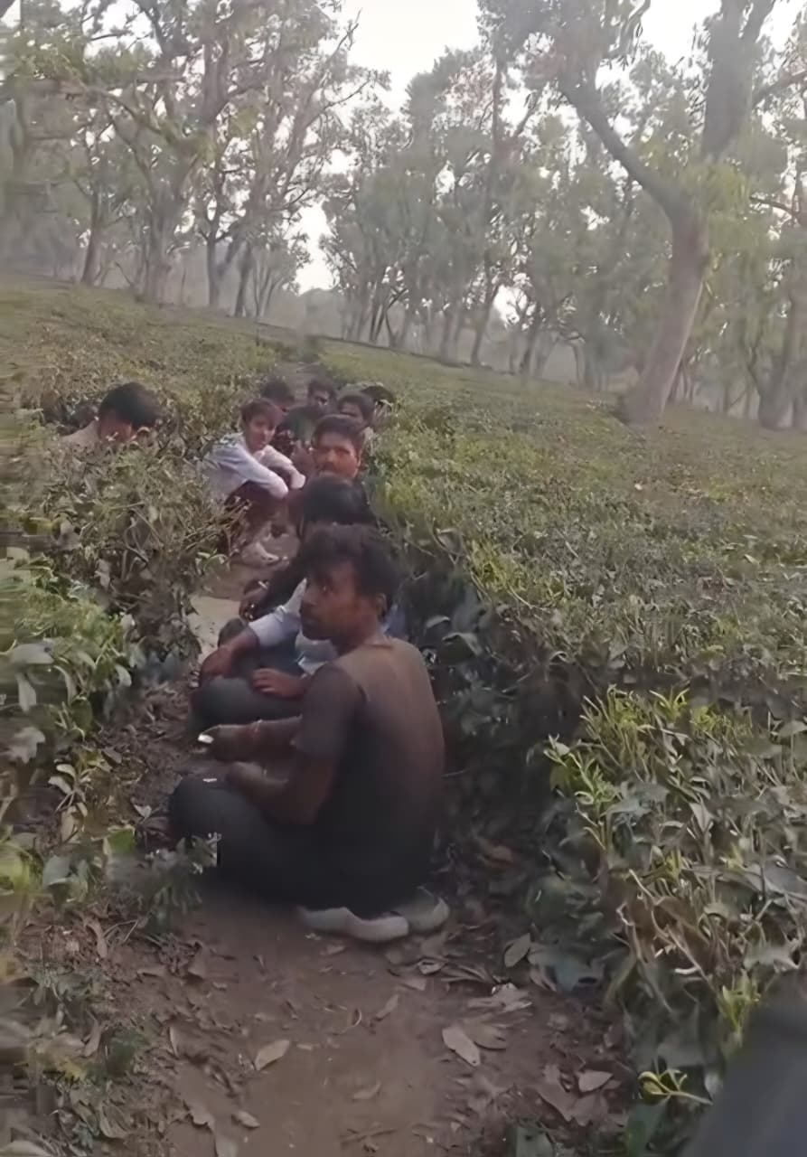 ठाकुरगंज के चाय बागान बने नशेड़ियों के सुरक्षित अड्डे