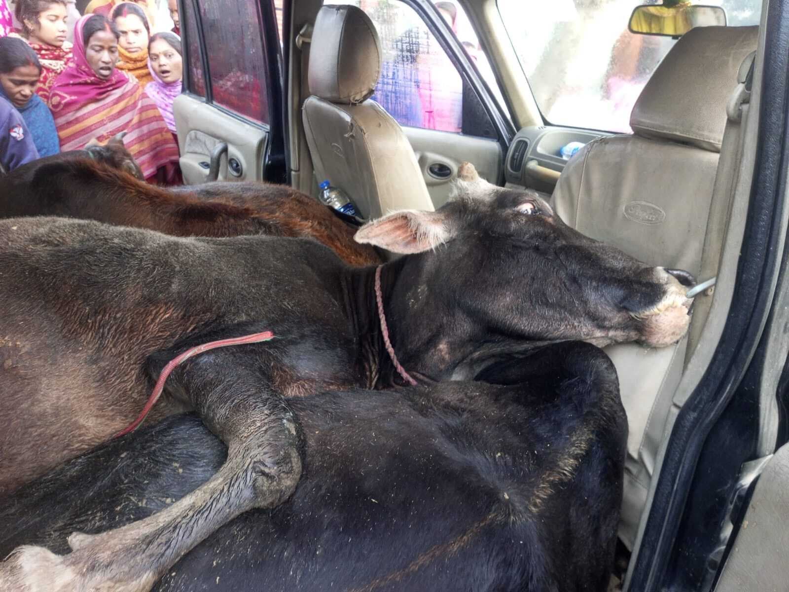 Giridih News :सड़क किनारे लावारिस हालत में खड़े एसयूवी से चार मवेशी बरामद