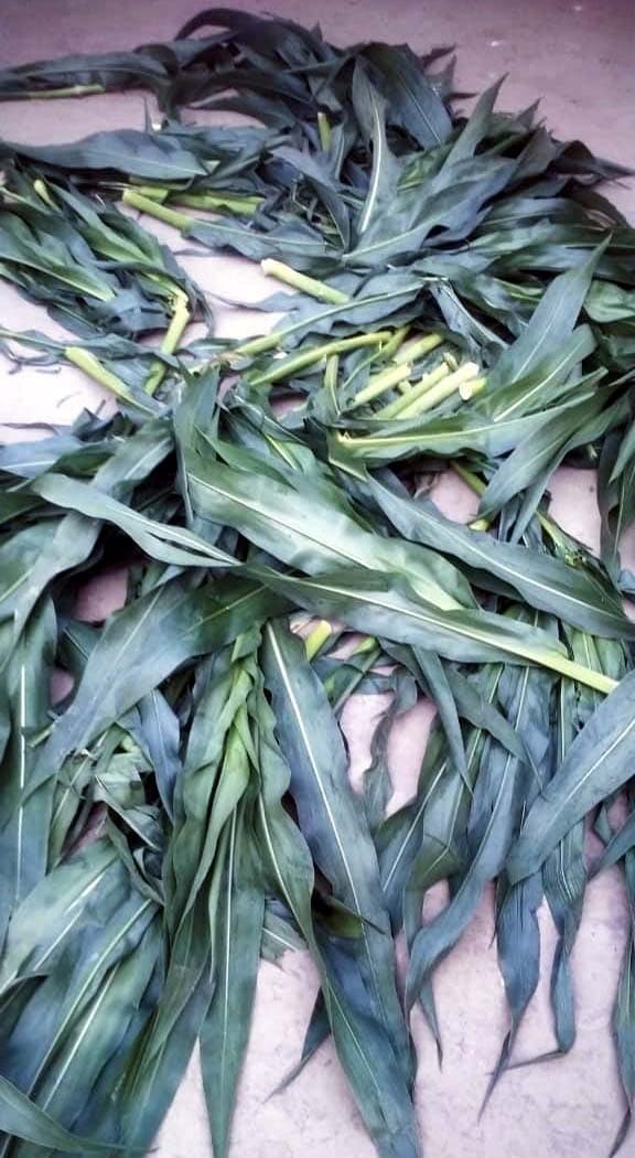 भवानीपुर वार्ड 09 में मक्के की फसल काट किया बर्बाद