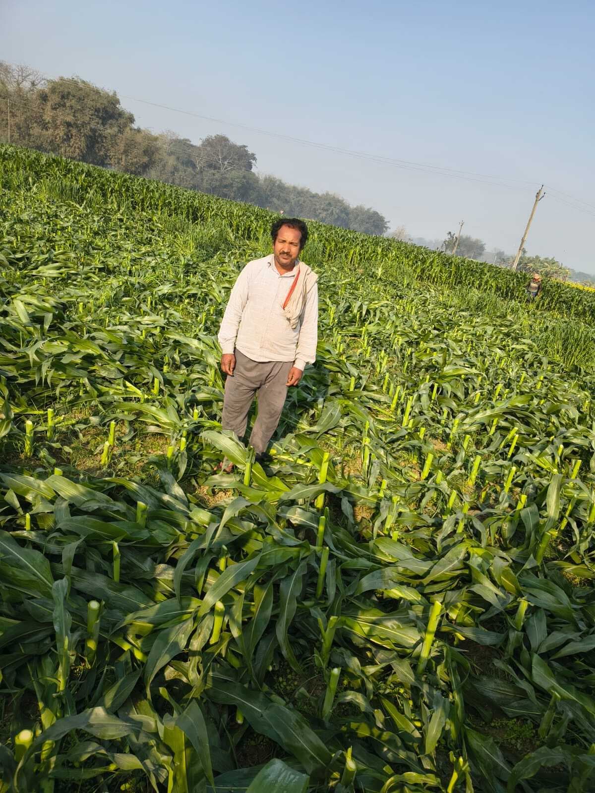 असामाजिक तत्वों ने मक्के की फसल को किया बर्बाद