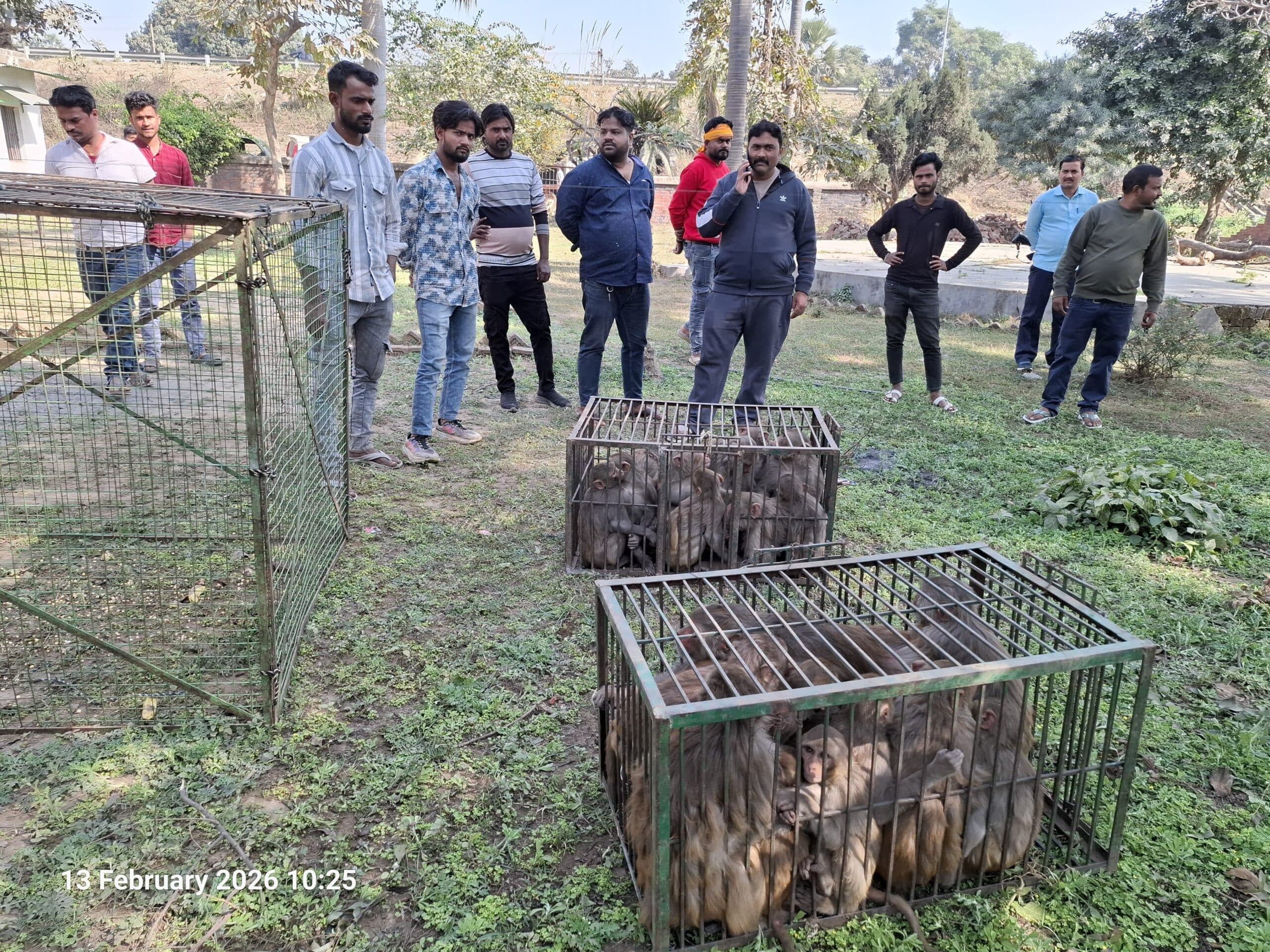 तीसरे दिन चार दर्जन से अधिक बंदर पिंजरे में कैद