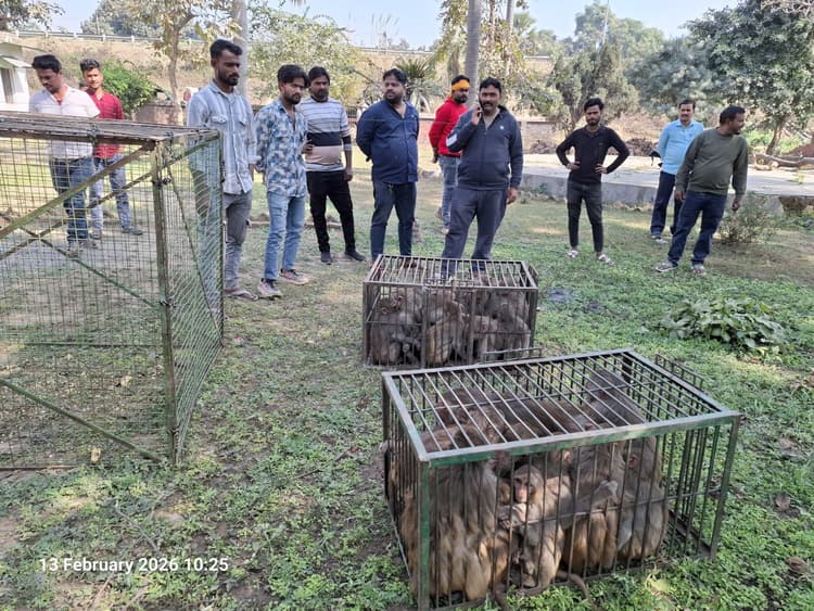 तीसरे दिन चार दर्जन से अधिक बंदर पिंजरे में कैद