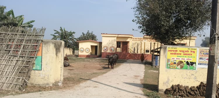 चंदवा उपस्वास्थ्य केंद्र परिसर बना तबेला, कार्रवाई की मांग