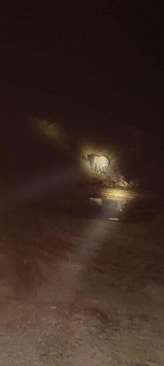 Giridih News :चार हाथियों का झुंड पहुंचा अंगईया गांव, सतर्कता बरतने की अपील