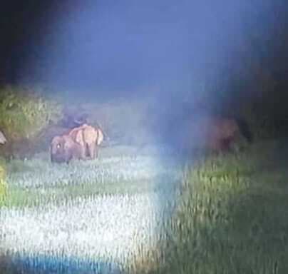 Giridih News :पीरटांड़ जंगल से हाथियों के झुंड को निकाला गया