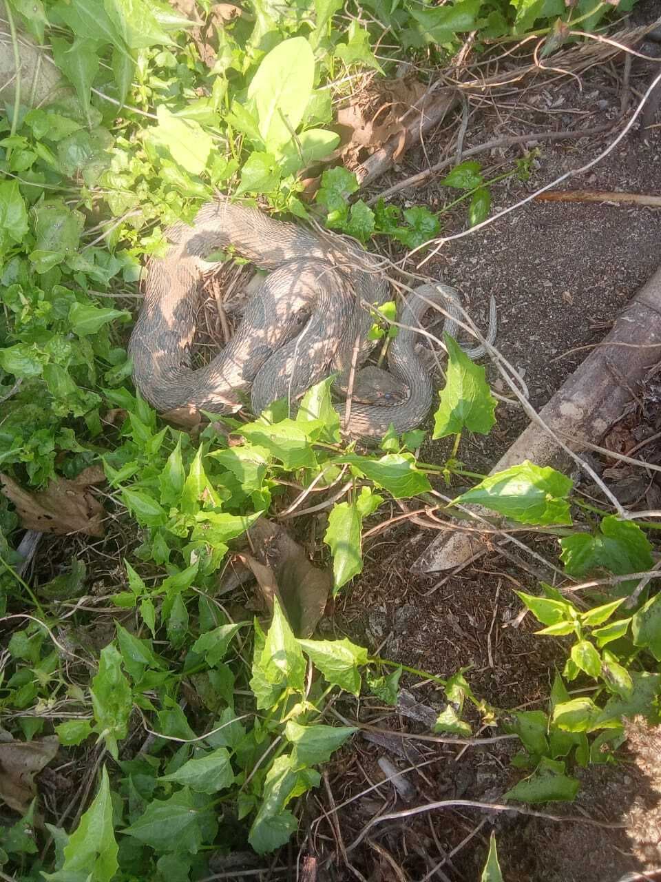 अजगर मिलने से गांव के लोगों में दहशत का आलम