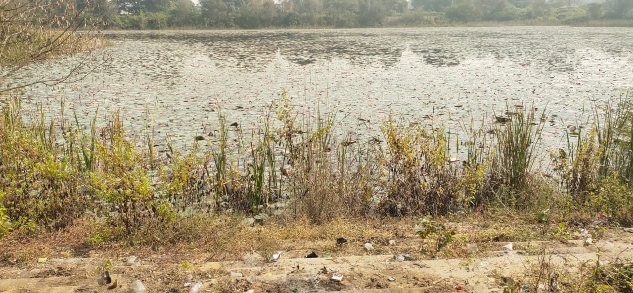 जलकुंभी से ढंका एसीसी तालाब, स्थिति नारकीय