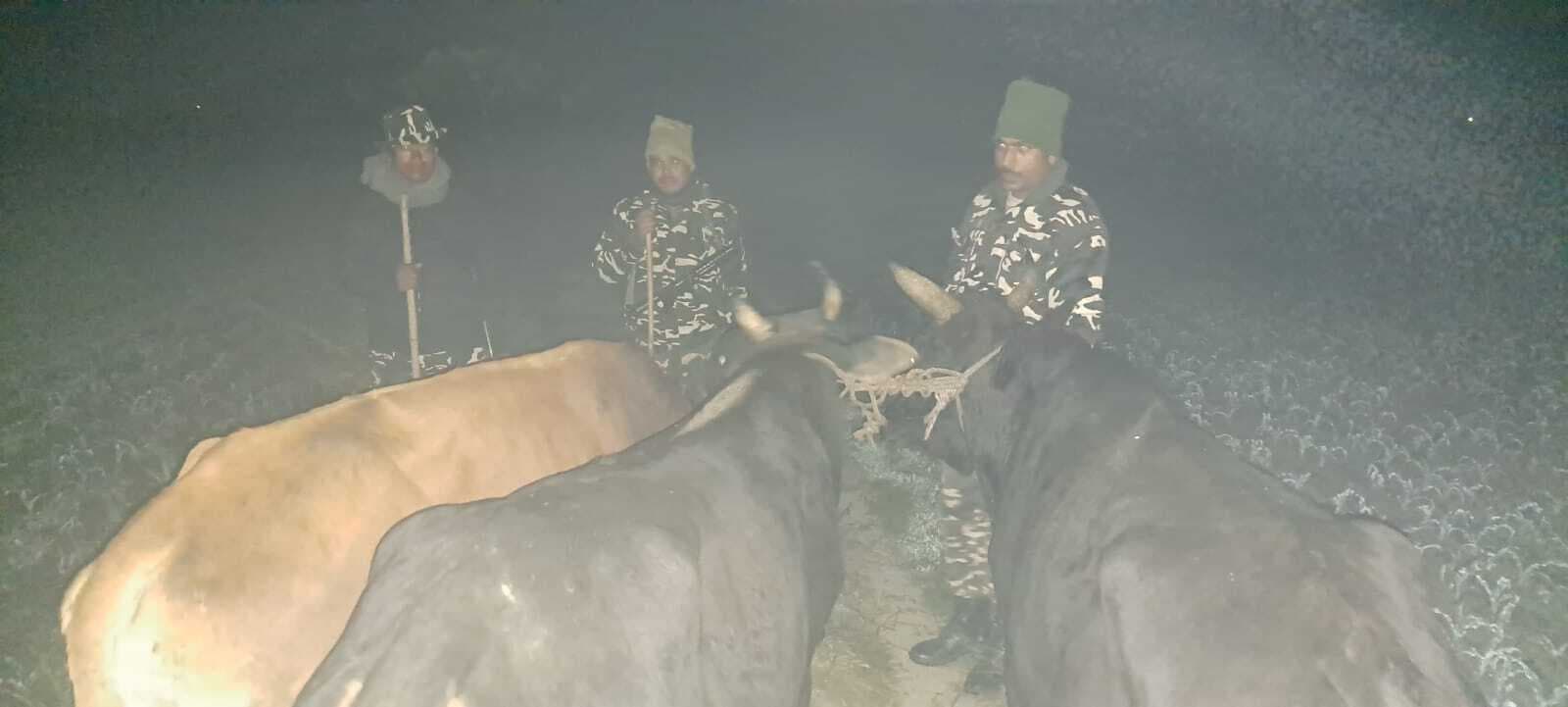 तस्करी के तीन बैल को एसएसबी जवानों ने किया जब्त, तस्कर फरार