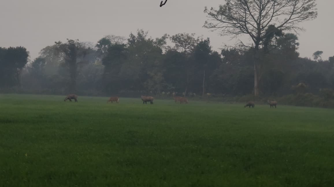 नीलगायों के आतंक से फसल बर्बाद, किसान परेशान