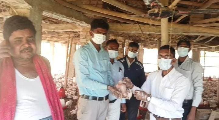 मुर्गे व चूजे का सैंपल संग्रह कर जांच को भेजा