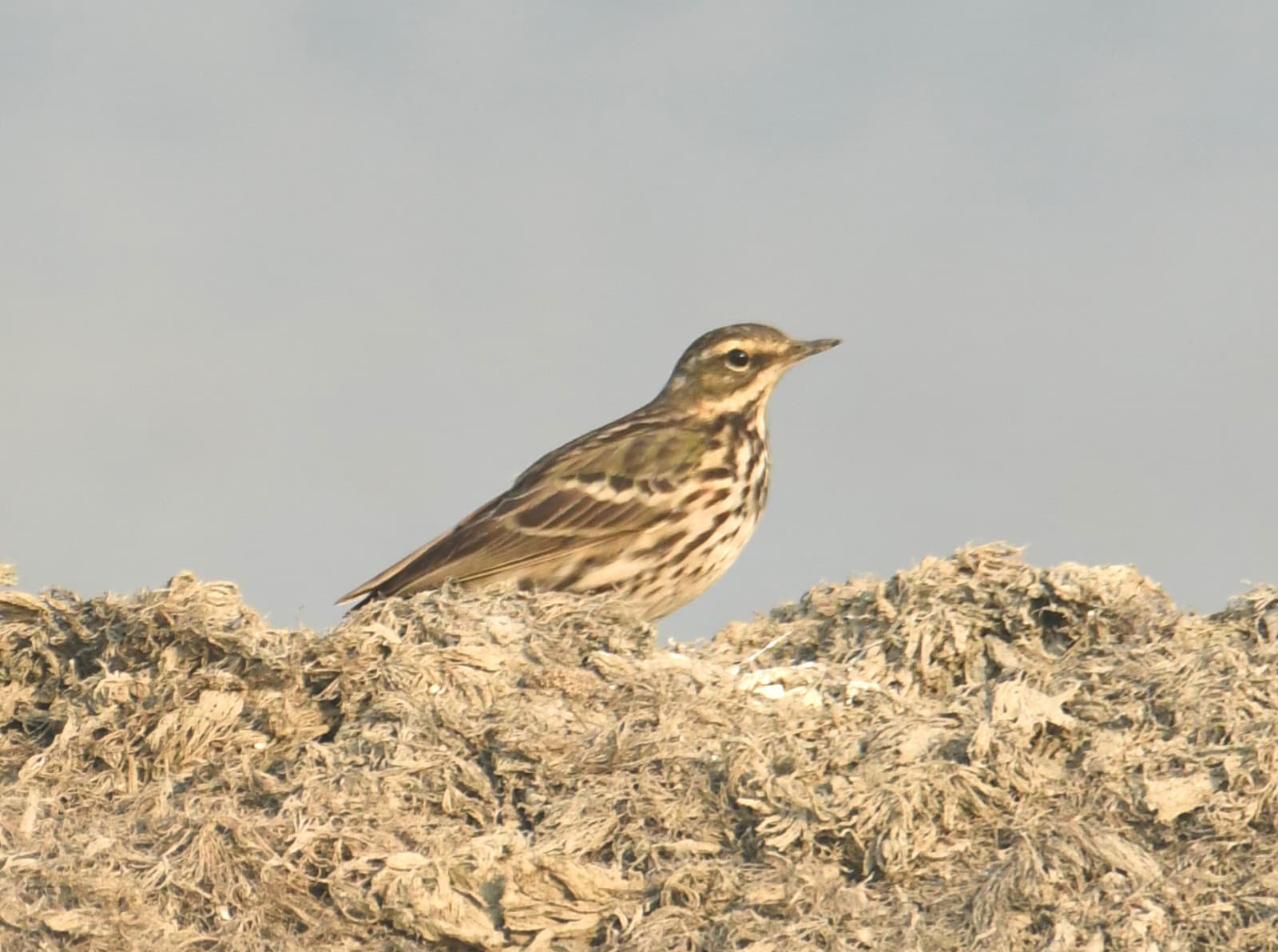 प्रवासी पक्षियों के कलरव से गूंज रहा गोगाबिल रामसर स्थल, 10 हजार पक्षी पहुंचे