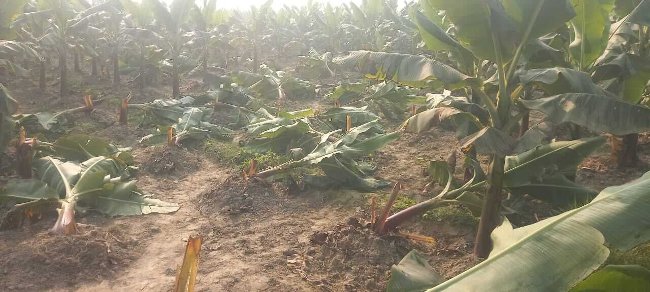 केले की खेत में नशेड़ियों का जमावड़ा, फसल किया बर्बाद