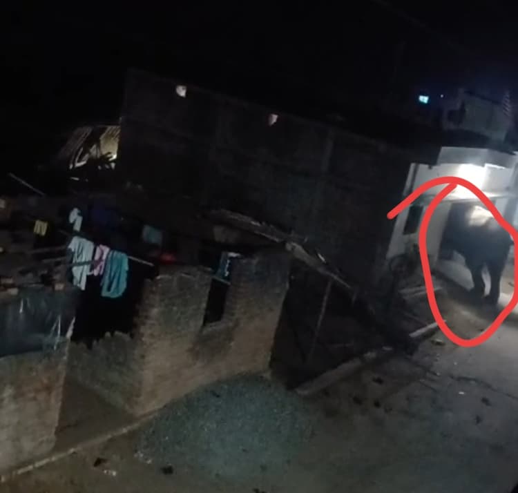 Bokaro News : पांच हाथियों का झुंड फिर पहुंचा गोमिया, दहशत