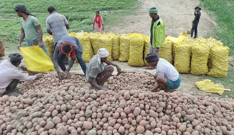भंडारण सुविधा अभाव में किसान आलू की बिक्री औने-पौने दाम पर करने को विवश