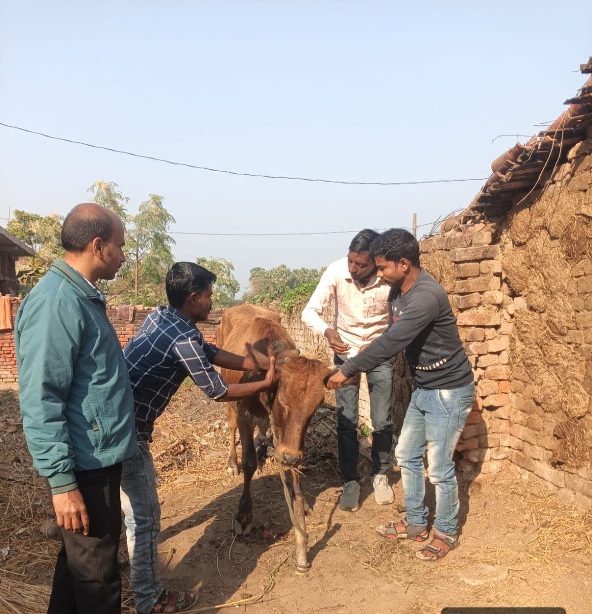 पशुओं में भजाहा और खुरपका बीमारी से पशुपालकों की बढ़ी परेशानी