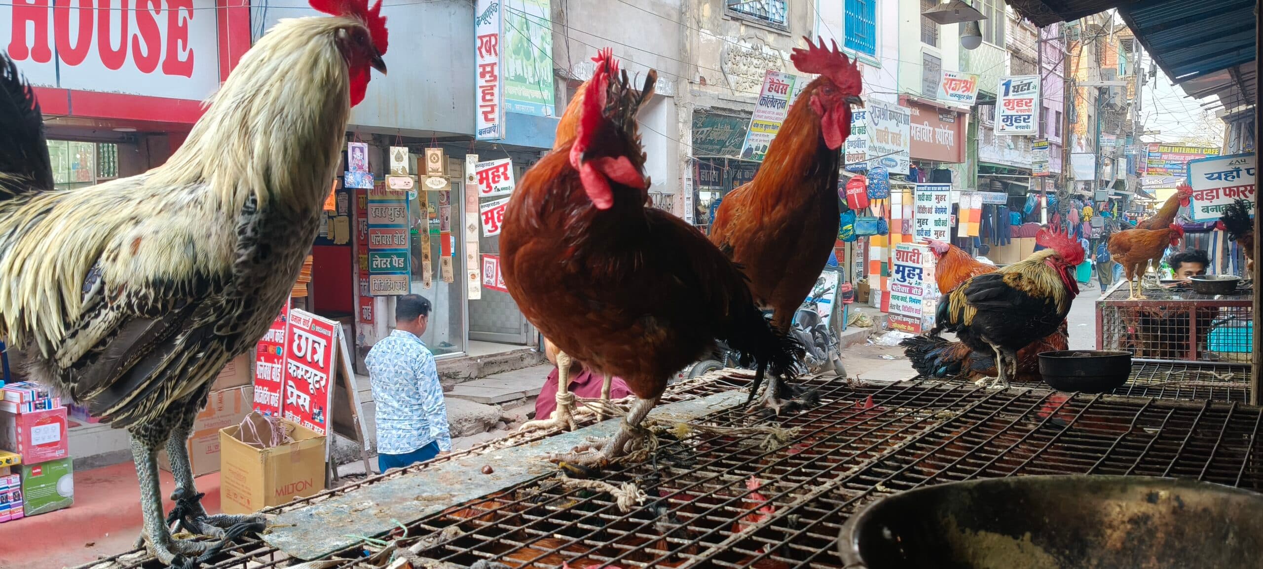 जिले में बर्ड फ्लू वायरस का खतरा, स्वास्थ्य विभाग अलर्ट