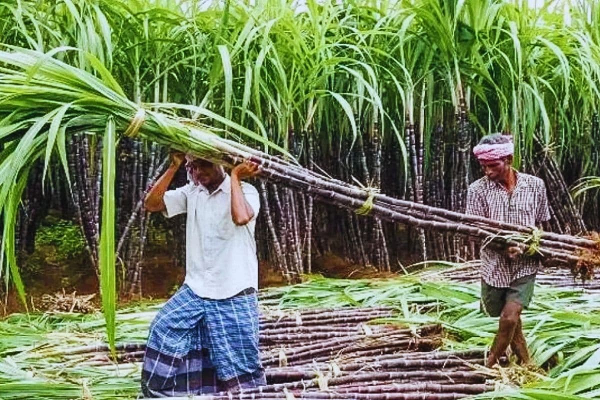 बिहार में 25 नई चीनी मिलों के लिए सरकार का मास्टर प्लान, विभाग ने इन जिलों को भेजा लेटर