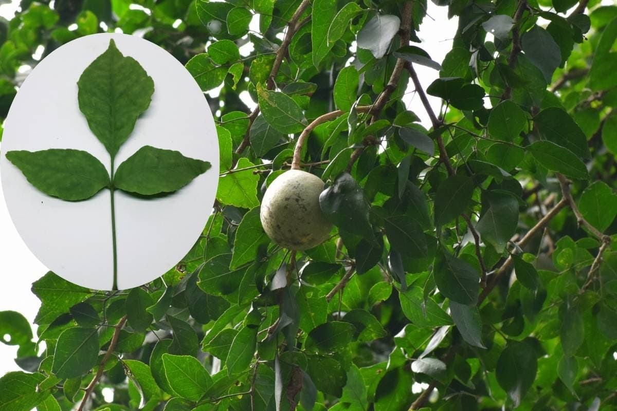 शिवलिंग पर चढ़ाया जाने वाला बेलपत्र सेहत के लिए है वरदान, जानिए रिसर्च का खुलासा 