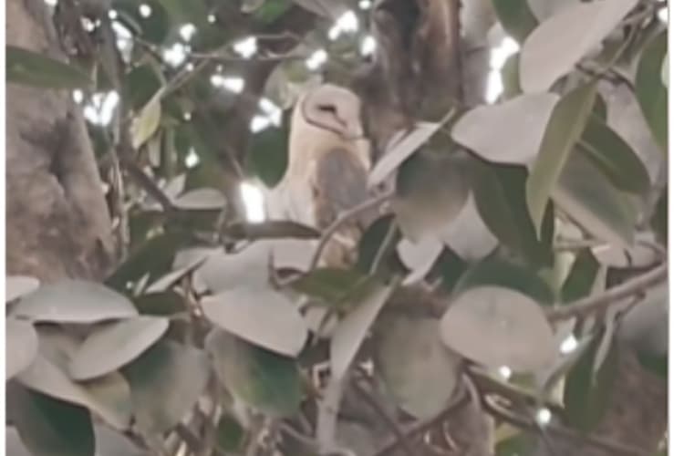 होली के दिन बगहा में दिखा सफेद उल्लू, बस स्टैंड पर उमड़ी भीड़, रेस्क्यू की मांग तेज