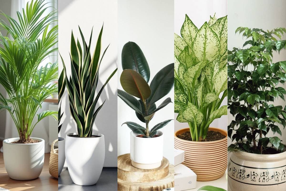 तेज गर्मी में घर को नैचुरल ठंडक और ताजी हवा देंगे ये 5 पौधें