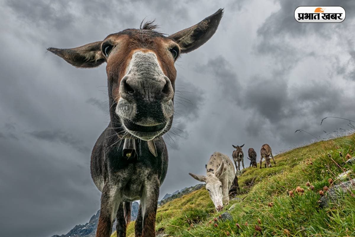 अब गधे बनाएंगे आपको करोड़पति ! सरकार दे रही है ₹50 लाख की भारी सब्सिडी