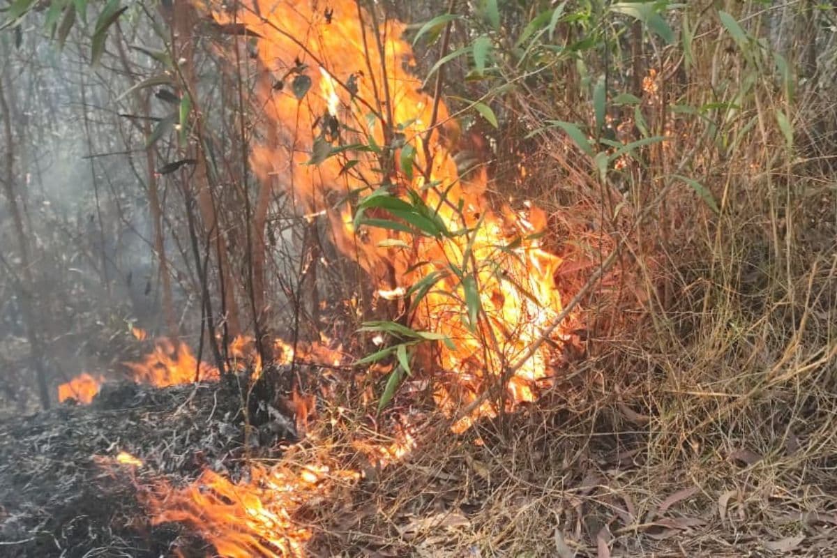 East Singhbhum: बड़ाखुर्शी के जंगलों में भीषण आग, लाखों की वन संपदा स्वाहा