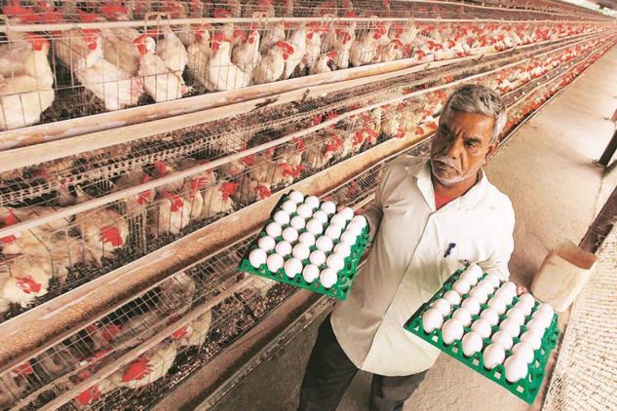 7 रुपये का अंडा 3.5 रुपये में क्यों बेच रहे किसान? देश के एग सिटी पर आया संकट