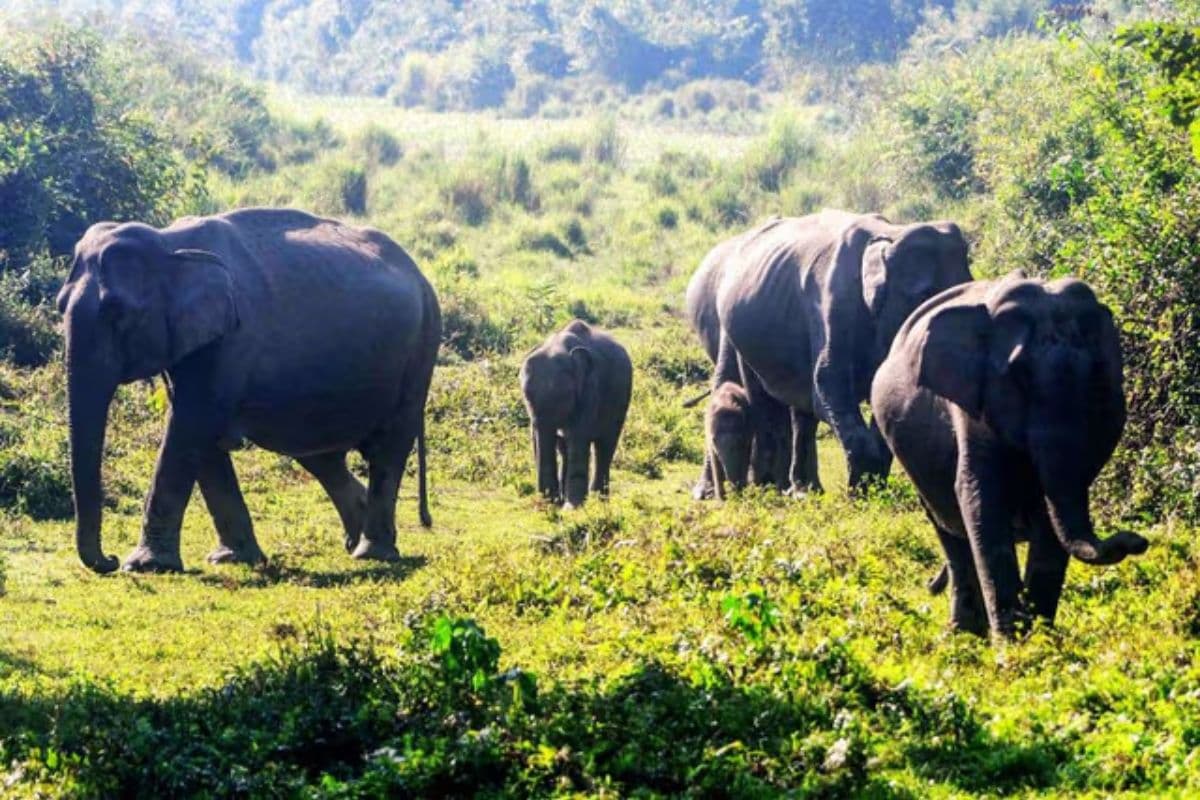 Ranchi: रातू में हाथी ने एक व्यक्ति को कुचलकर मार डाला, एक घायल