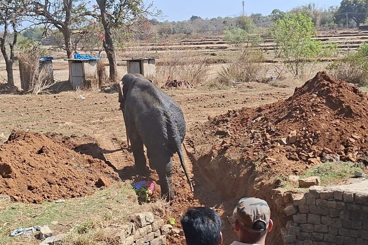 Khunti: शहर से खदेड़ने के दौरान कुएं में गिरा हाथी, बड़ी मुश्किल से निकाला गया बाहर