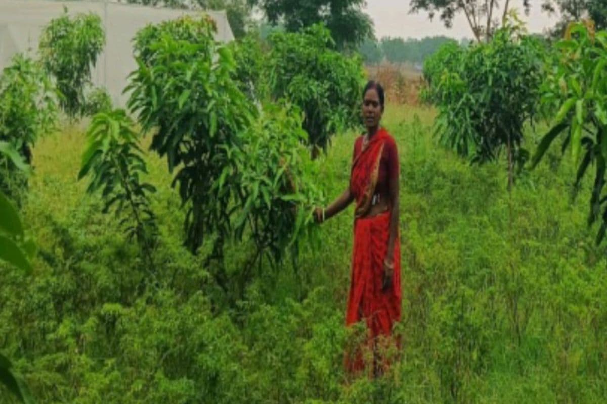 Gumla: बंजर भूमि से हरियाली तक का सफर, सब्जी की खेती ने बदली किरण की जिंदगी