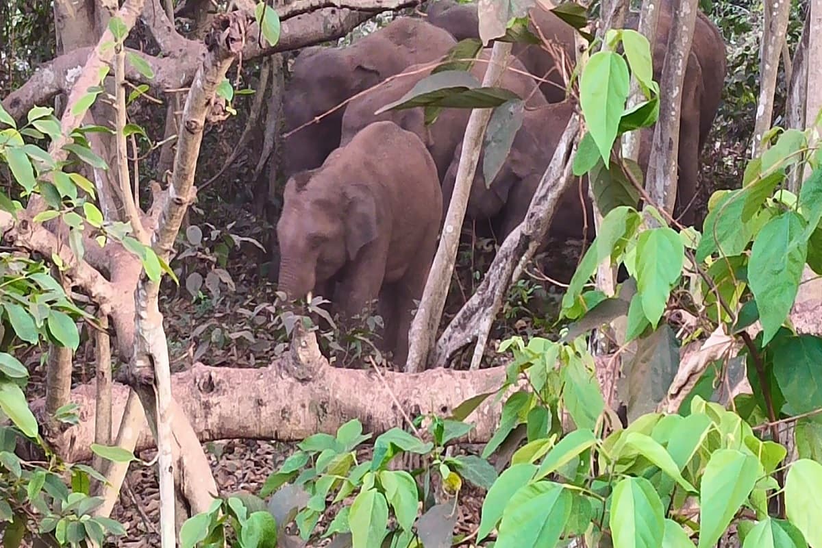नोवामुंडी के मुंडा साई में जंगली हाथियों के एंट्री से ग्रामीणों में हड़कंप, वन विभाग अलर्ट