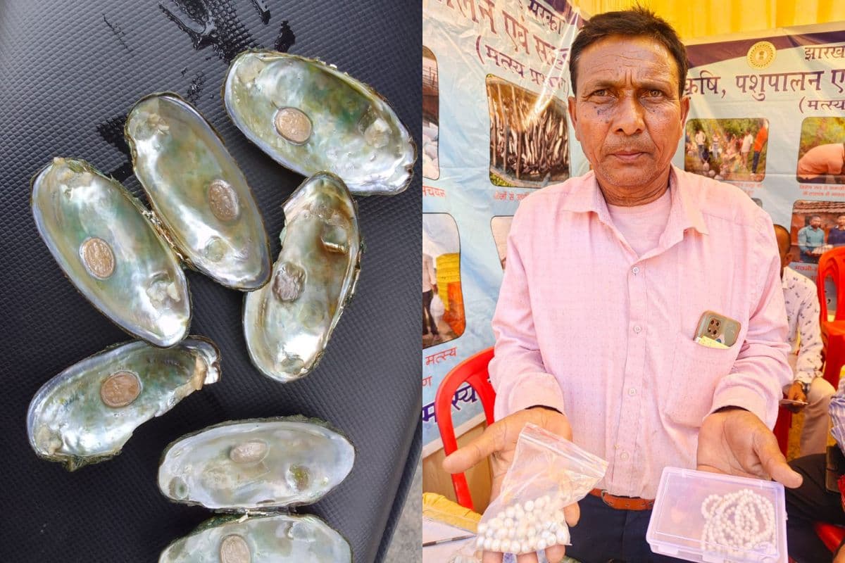 Saraikela: मोती की खेती कर लाखों कमा रहे हैं सुभाष महतो, बन गई है अलग पहचान