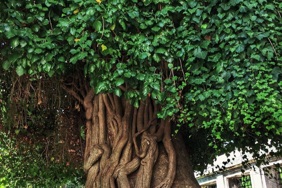 पीपल के पेड़ के ये वास्तु उपाय बदल देंगे आपकी किस्मत