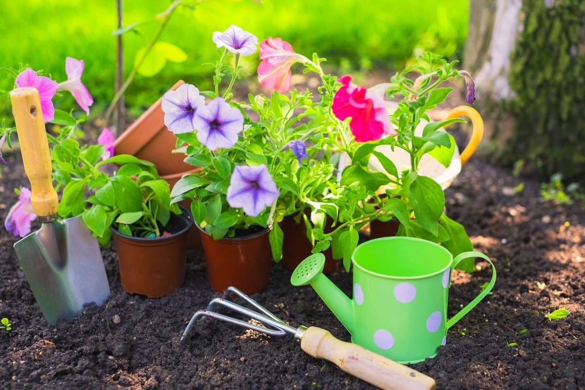 छुट्टियों में भी हरे-भरे रहेंगे आपके पौधे, अपनाएं क्रिएटर शशांक के ये 3 DIY वॉटरिंग हैक्स