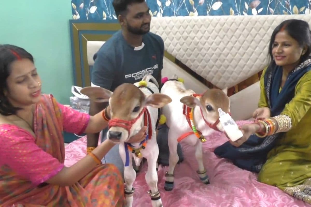 Jamshedpur: झारखंड में पहली मिनी पुंगनूर गाय जमशेदपुर पहुंची, देखने वालों का घर में लगा तांता