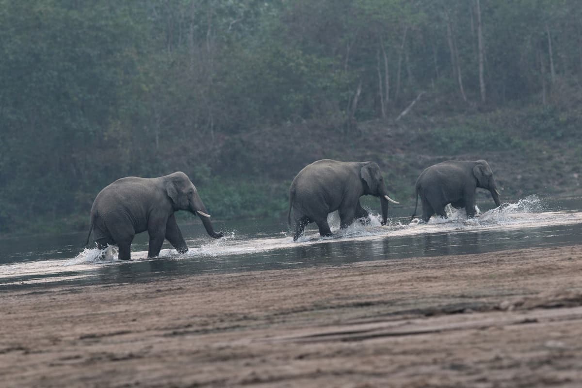 सरायकेला के तिरुलडीह में तीन जंगली हाथियों की दस्तक, ग्रामीणों में दहशत का माहौल
