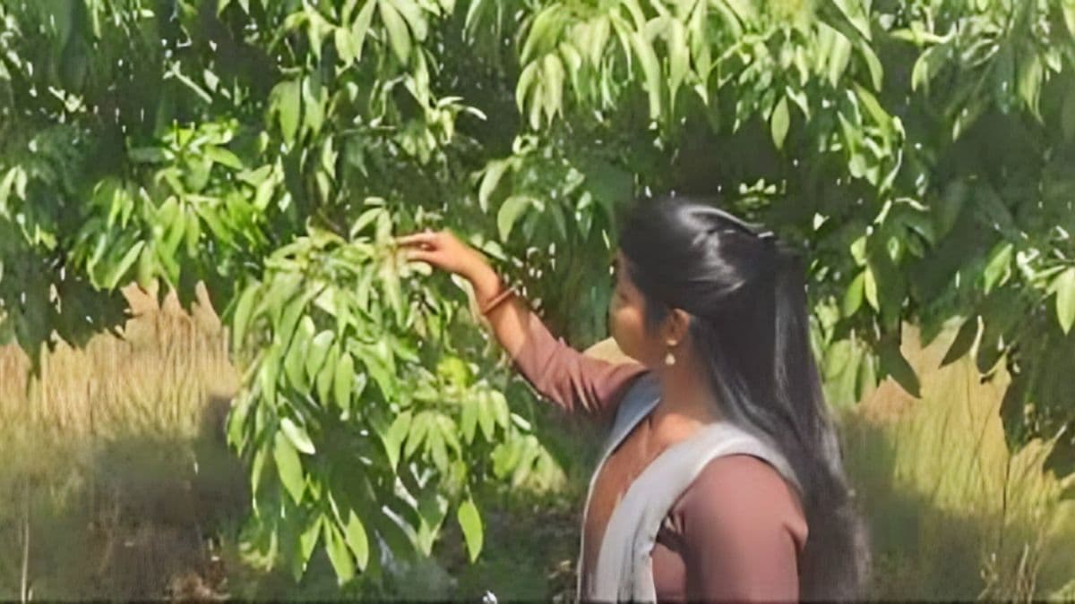 मुजफ्फरपुर की शाही लीची पर क्लाइमेट चेंज की मार, मंजर की जगह निकल रहे पत्ते