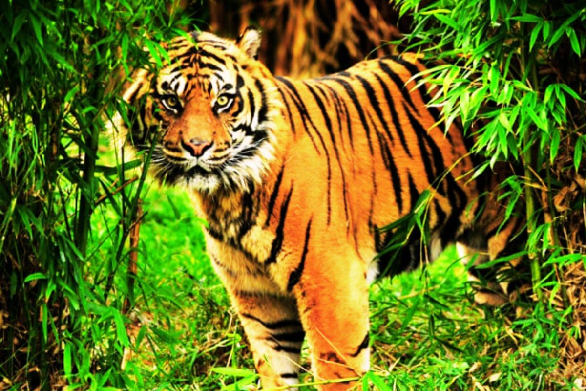 सुंदरबन में बाघ से जंग जारी : 5 साल में 21 मौतें, आंकड़े घटे लेकिन खतरा बरकरार