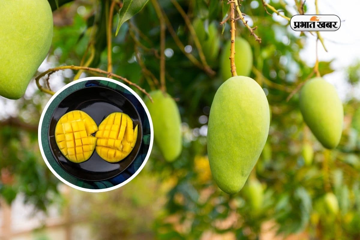 आम के लिए इतना फेमस है ये शहर की नाम ही पड़ गया Mango City 