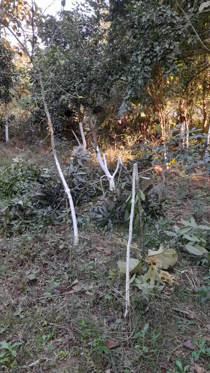मिर्जापुर बहियार में दो किसानों के सैकड़ों हरे पौधे काटे, थाने में शिकायत