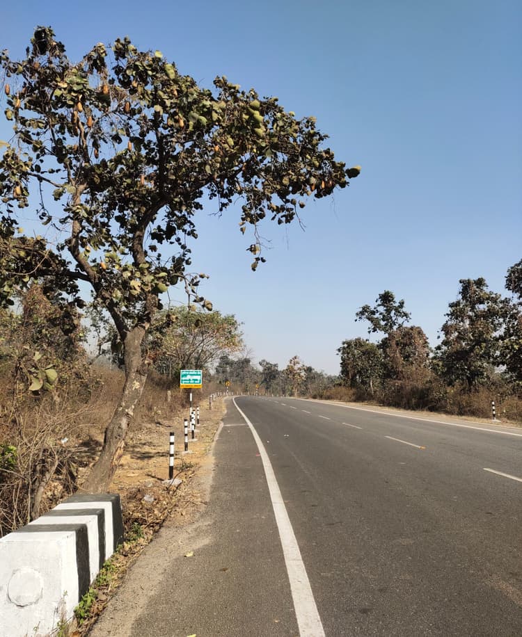 Bokaro News : फाल्गुन का खुमार, फीकी पड़ी पलाश की बयार