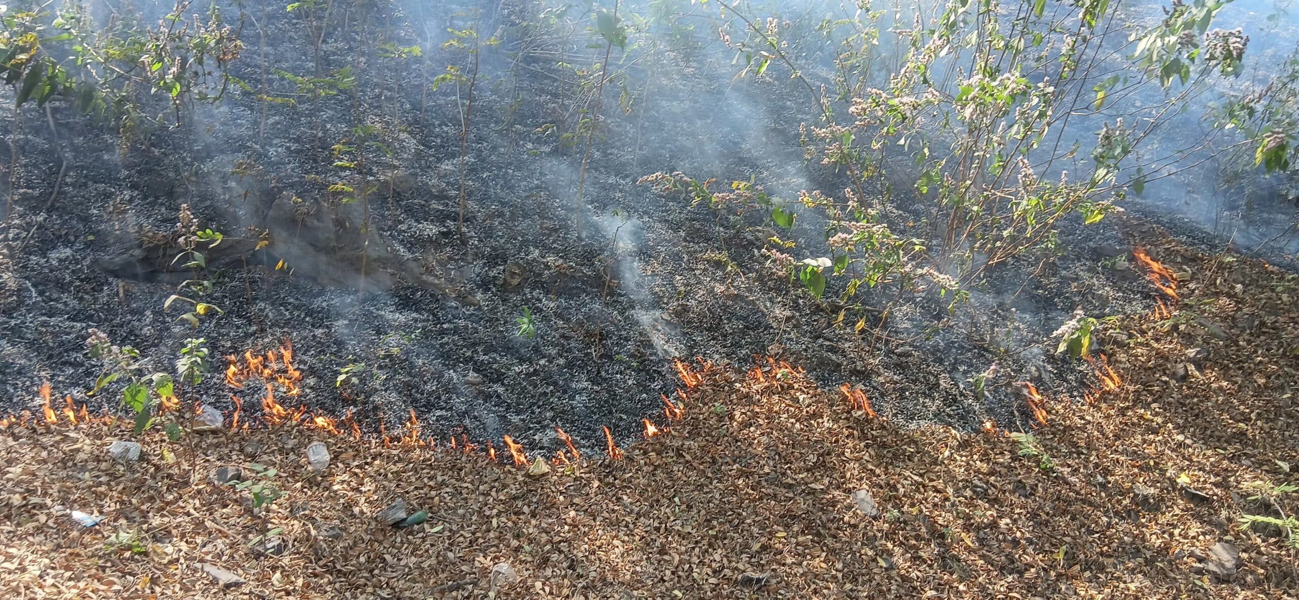 Bokaro News : सुभाषनगर व चपरी ढलान के जंगलों में लगी आग