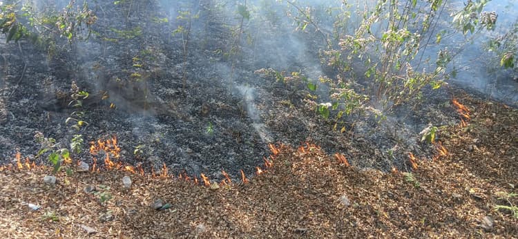 Bokaro News : सुभाषनगर व चपरी ढलान के जंगलों में लगी आग