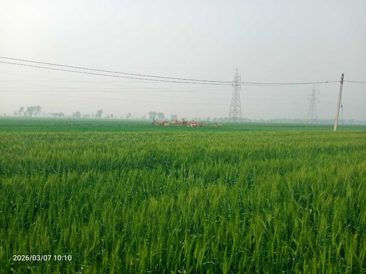 खेतों में खड़ी फसल को रौंदकर व खाकर बर्बाद कर रहे जंगली जानवर, किसान बेहाल