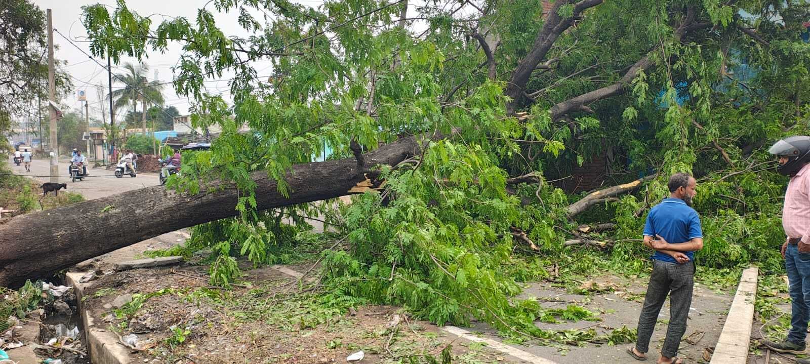 आंधी से सड़क पर गिरा पेड़ 24 घंटा बाद भी नहीं हटा, आक्रोश