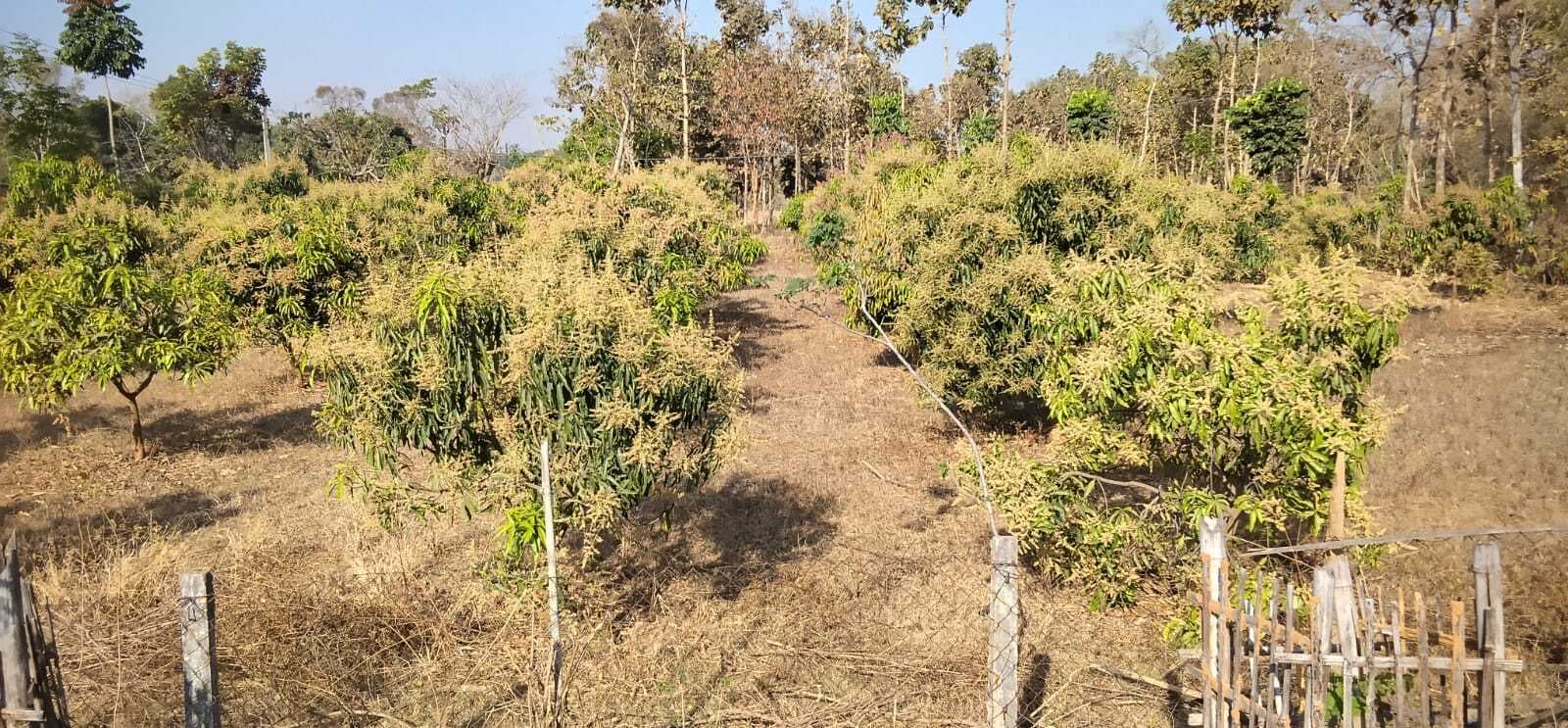 जिले में 6700 एकड़ में हुई आम बागवानी